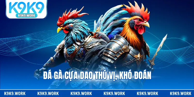 Đá gà cựa dao thú vị, khó đoán